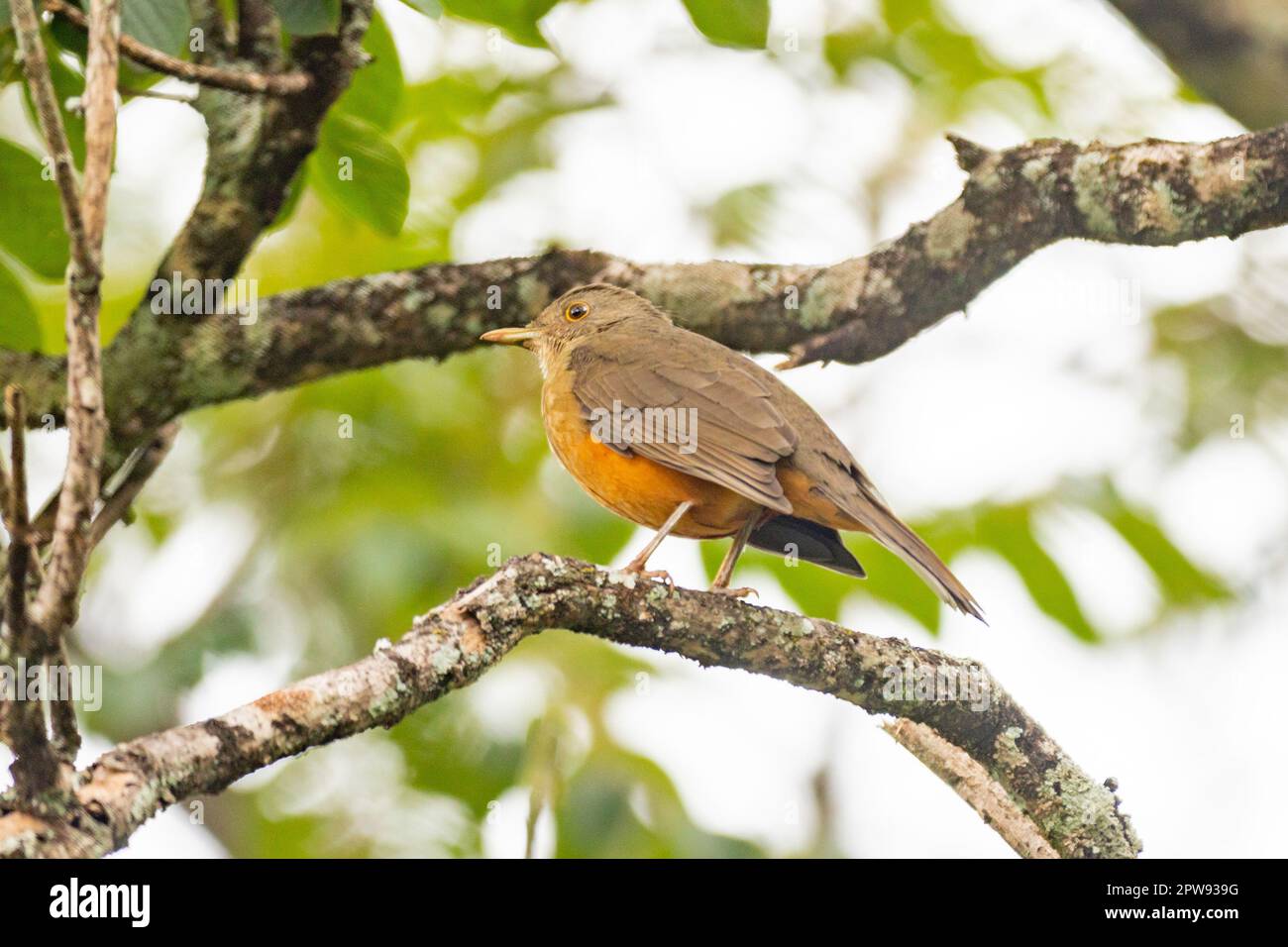 Bild einer schönen, bäugigen Thrush im Feeder! (Turdus rufiventris) bekannt als "abiá laranjeira". Stockfoto