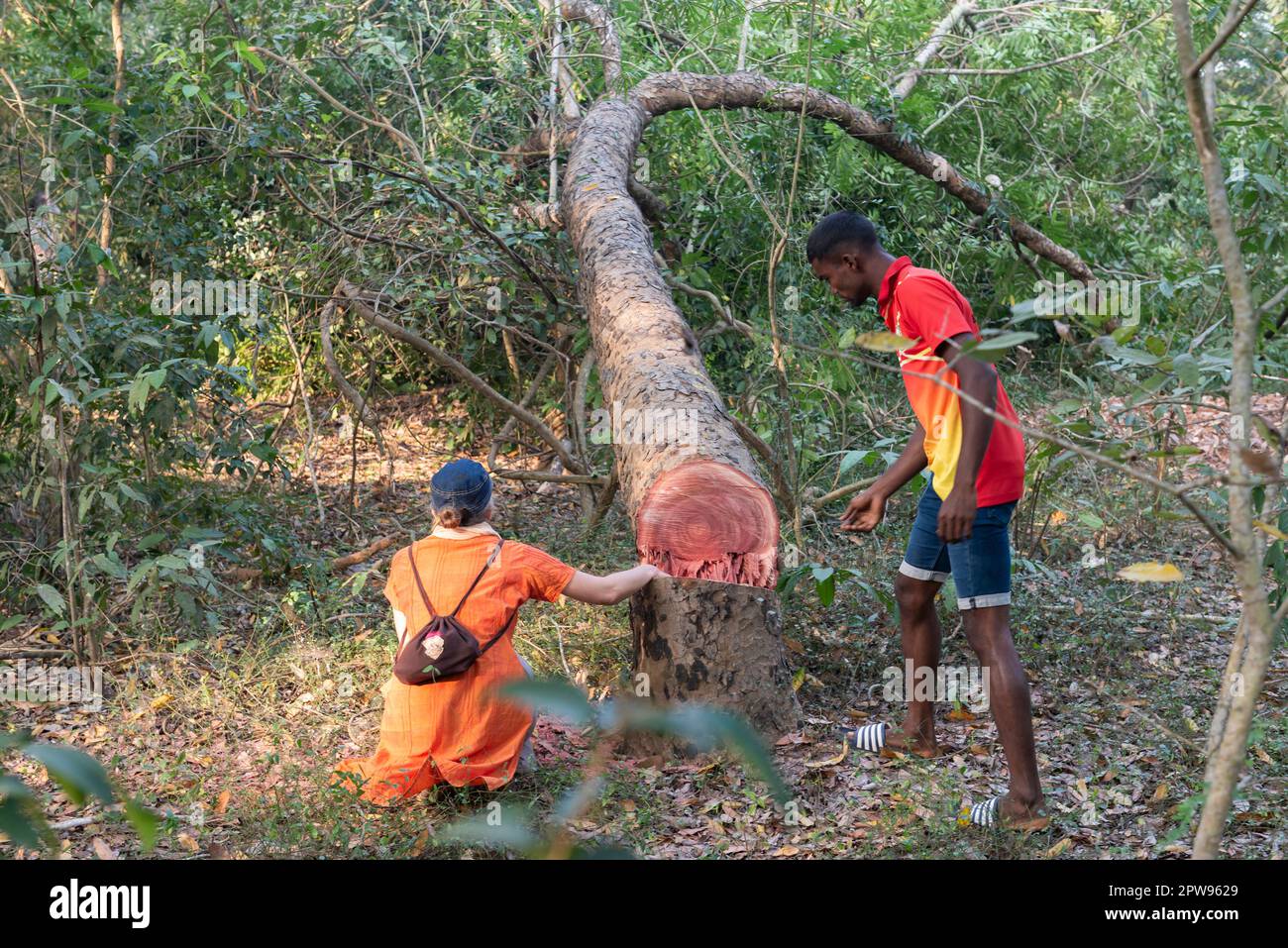 Auroville, Indien - März 2023: Ein Baum wurde gerade im Darkali-Wald abgeschossen, um eine 9 Meter breite Straße für die Entwicklung der Stadt zu eröffnen. Stockfoto