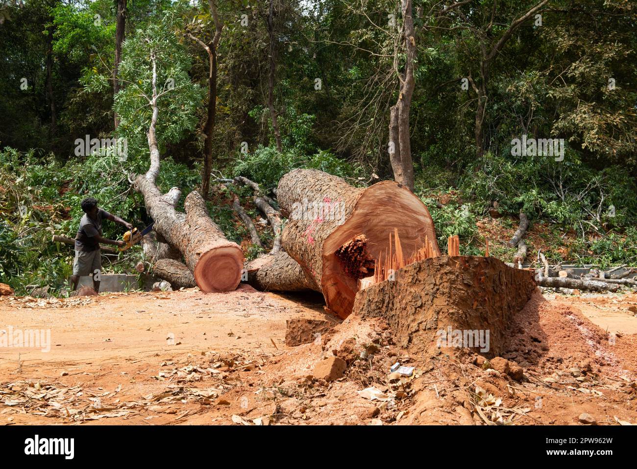 Auroville, Indien - 18. März 2023: Zerstörung großer alter Bäume, um eine riesige Straße mitten im Wald zu bauen. Stockfoto