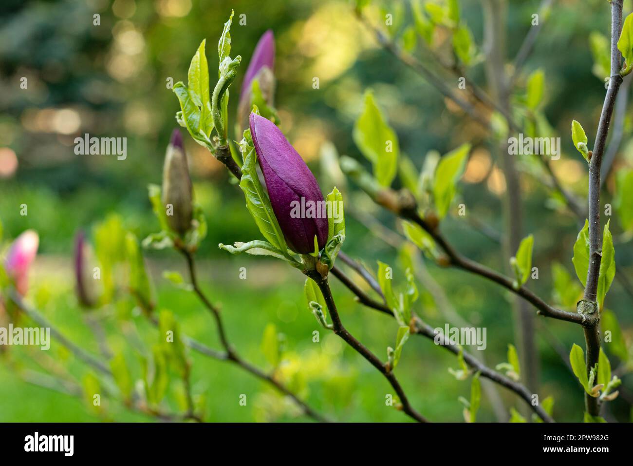 Magnolienblüte am Morgen. Morgengarten. Frühlingsblumen. Blühende Büsche. Magnolienknospe. Stockfoto