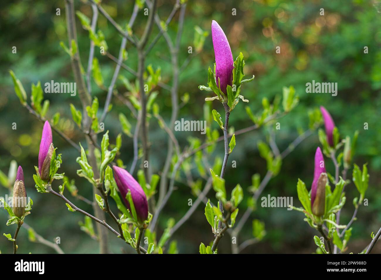 Magnolienblüte am Morgen. Morgengarten. Frühlingsblumen. Blühende Büsche. Magnolienknospe. Stockfoto