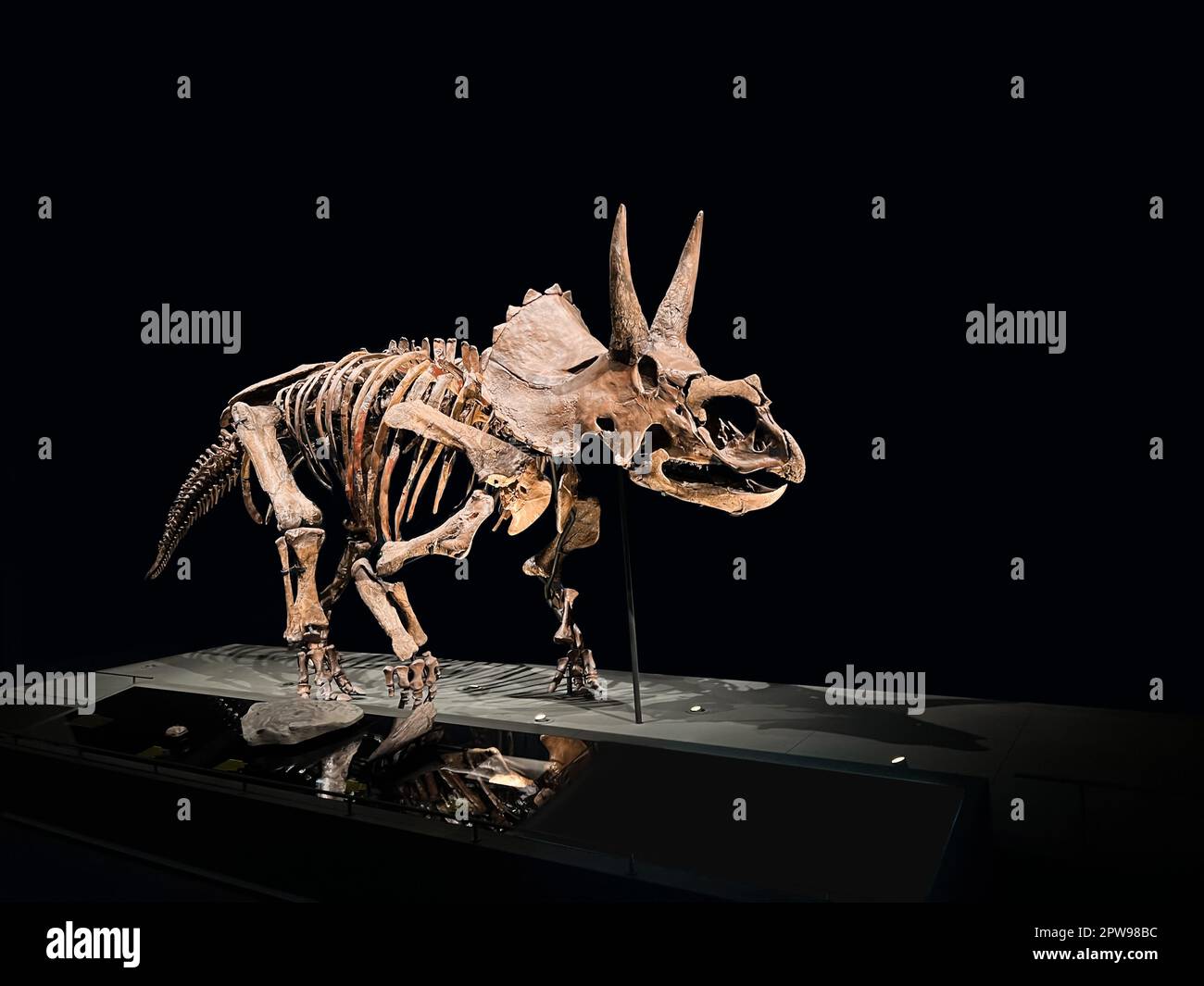 Lebensgrössendes Skelett von Triceratops im Museum Stockfoto