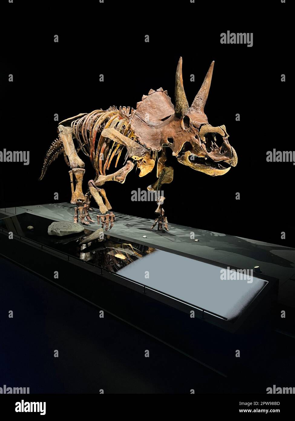 Lebensgrössendes Skelett von Triceratops im Museum Stockfoto