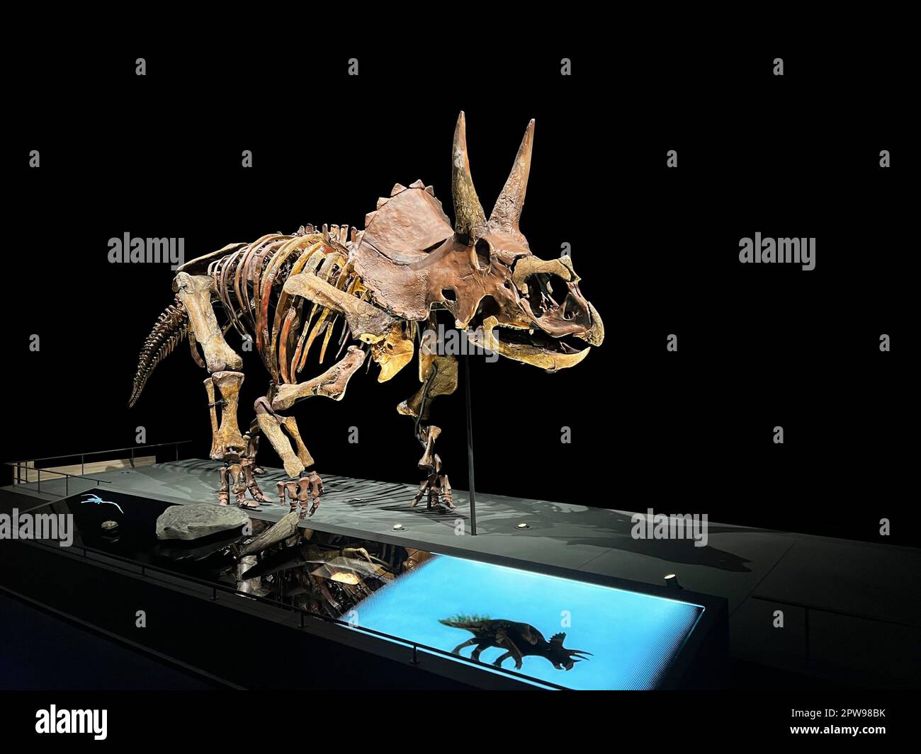Lebensgrössendes Skelett von Triceratops im Museum Stockfoto