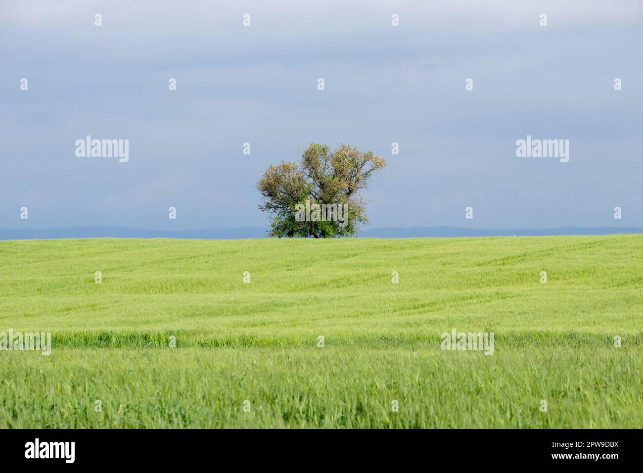 Nur ein einziger Baum auf grünem Feld mit blauem wolkigen Himmelshintergrund. Blaugrüner Baumhintergrund Konzept Hintergrundbild. Grünes Feld mit Himmelshintergrund. Stockfoto