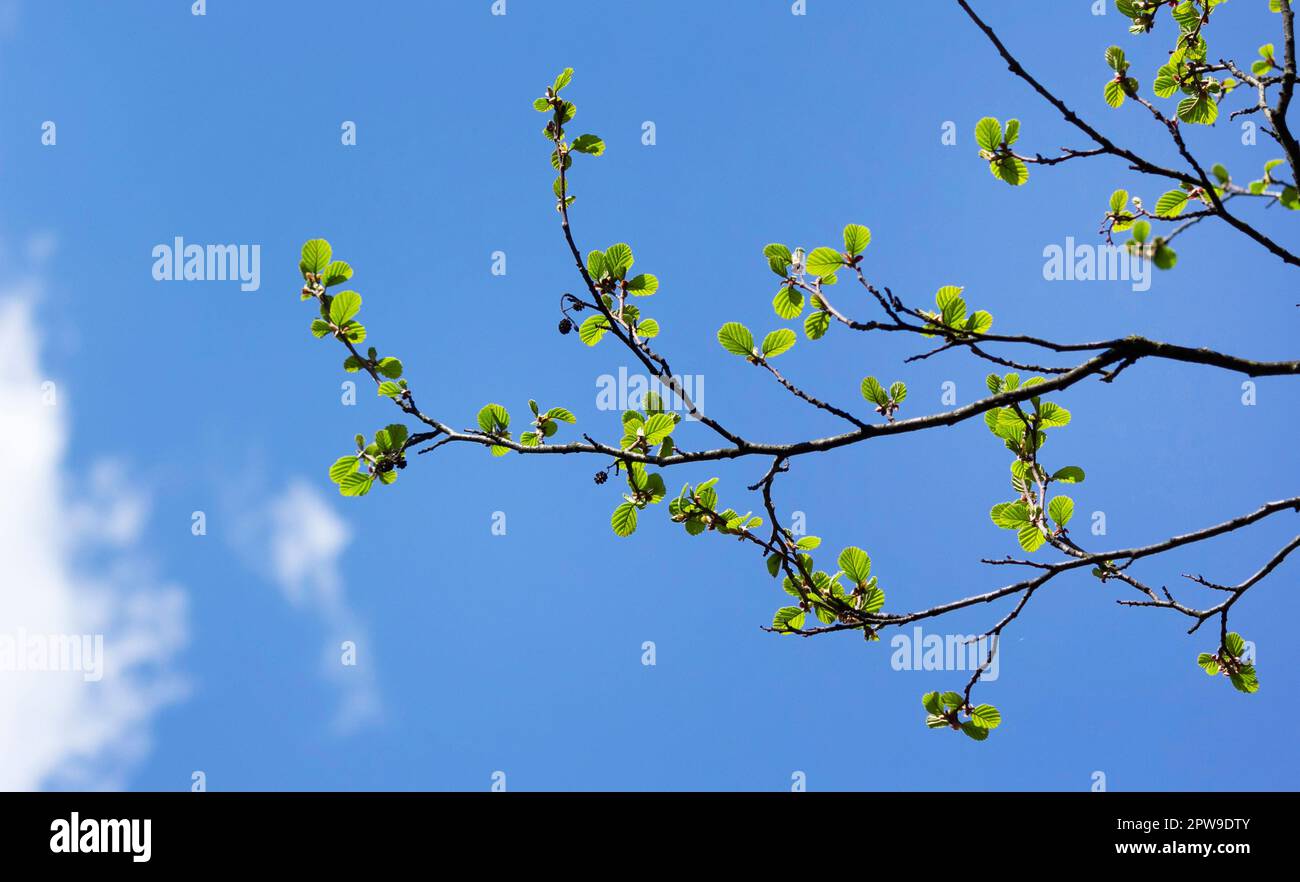 Ein Ast junger Erle geht vor einem hellblauen Himmel. Alnus glutinosa-Zweig, Erle, Erle im Frühling. Stockfoto