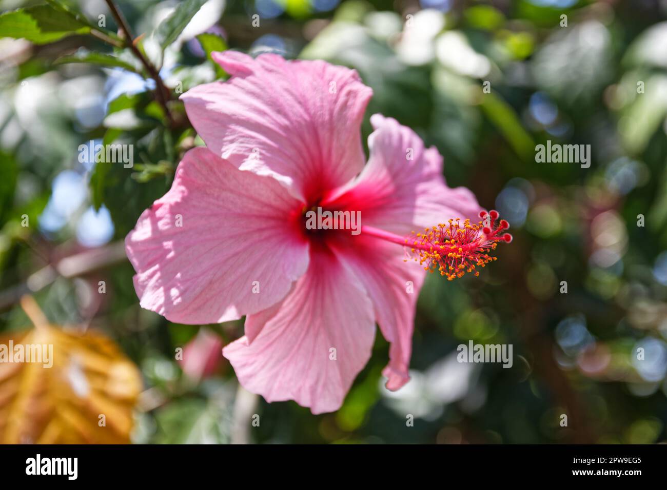 Nahaufnahme einer rosa Hibiskusblume, aufgenommen in Uruguay Stockfoto