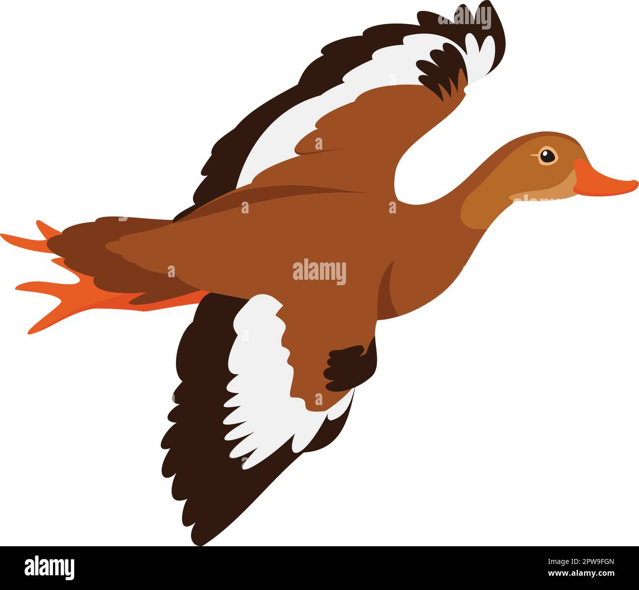 Pfeifende Ente, fliegende Ente am Himmel und Migration Stock Vektor