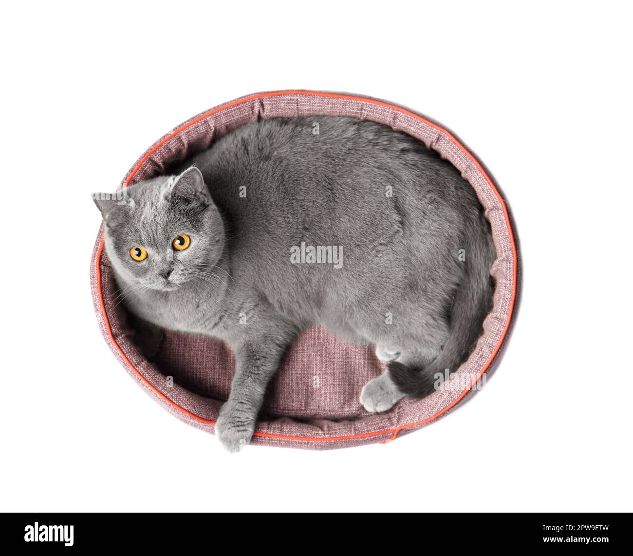 Die britische Katze liegt in einem weichen Haustierbett und schaut auf die Kamera auf weißem Hintergrund, Haustierzubehör. Stockfoto