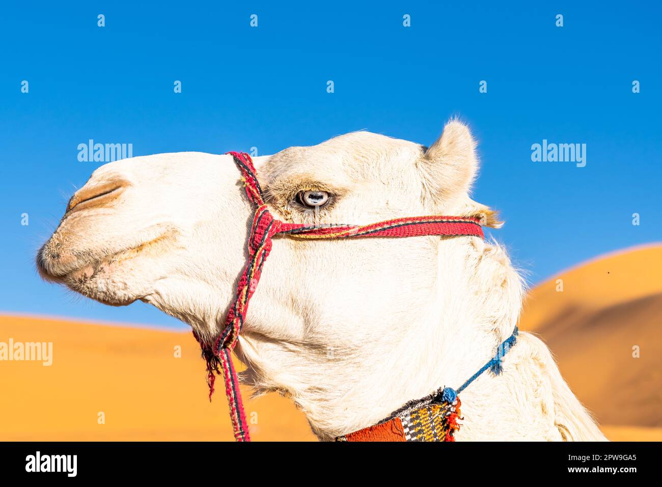 Blauäugiges, weißes Dromedar-Kamel. Seitliches Kopffoto in einem niedrigen Blickwinkel auf die Sahara-Wüste Taghit, Algerien, mit einem verschwommenen orangefarbenen CO Stockfoto