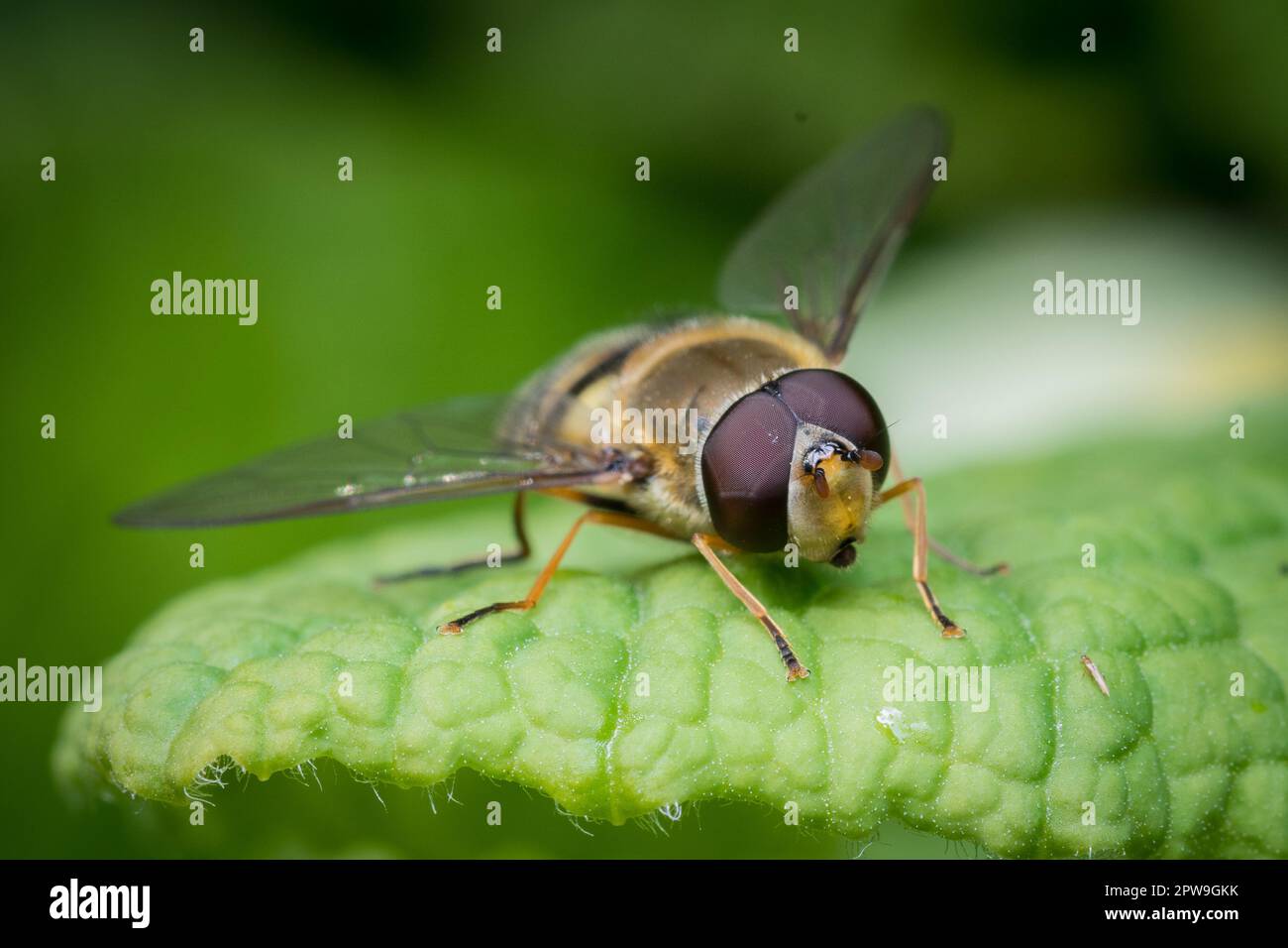 Nahaufnahme eines nicht detifizierten hoverfly. Fotografiert auf dem Bishopwearmouth Cemetery, Sunderland, Nordostengland Stockfoto