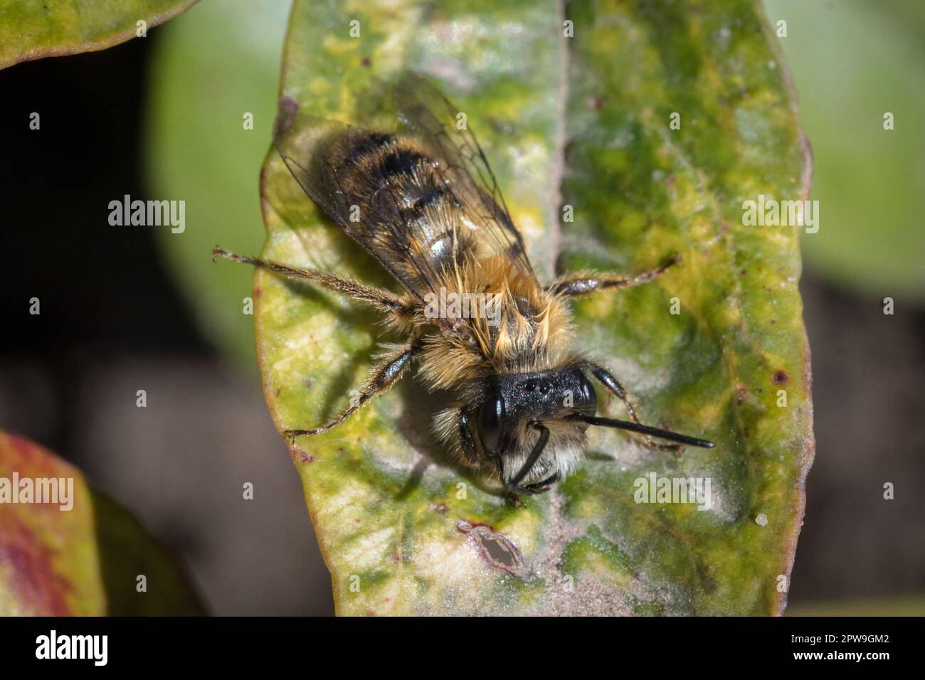 Eine männliche Einzelbiene, die auf einem Blatt sitzt. Fotografiert auf dem Bishopwearmouth Cemetery, Sunderland, Großbritannien Stockfoto