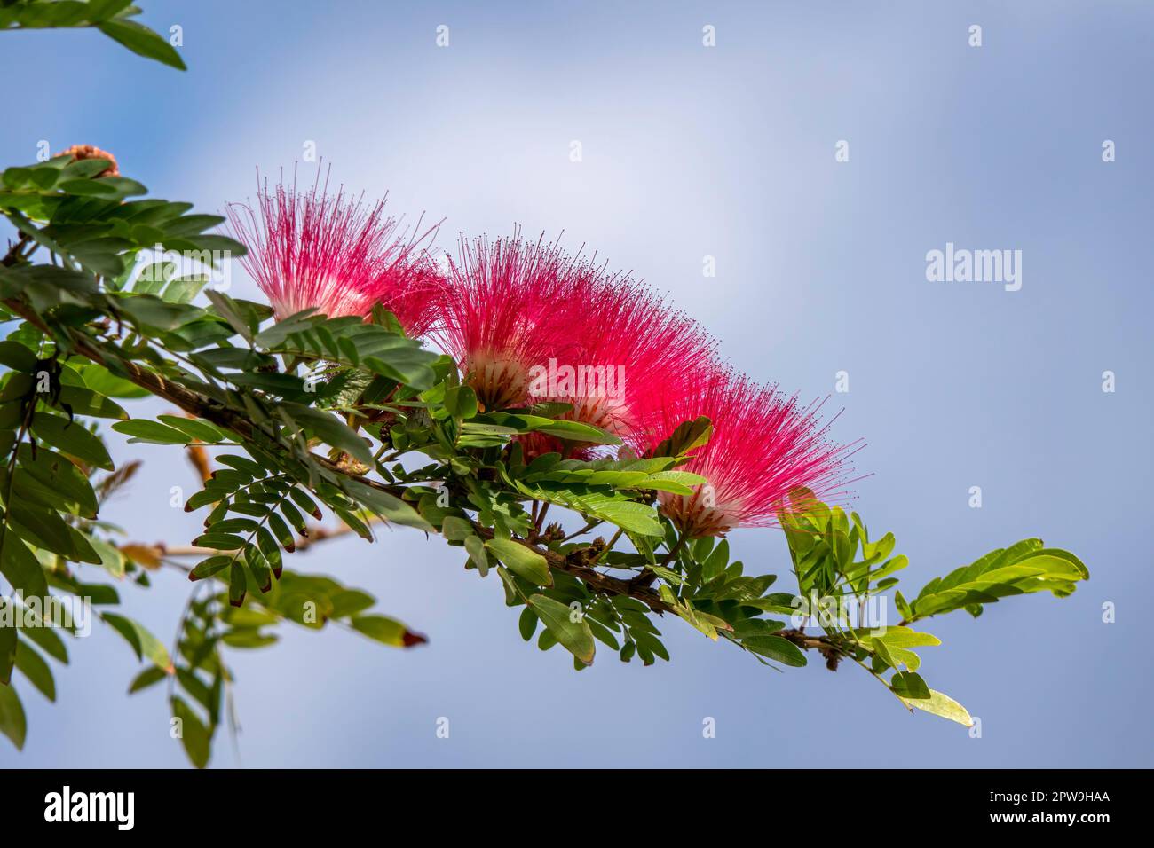 Rosafarbene zarte Blumen des blühenden persischen Seidenbaums oder Albizia julibrissin in der Nähe von grünen Blättern auf verschwommenem Hintergrund Stockfoto