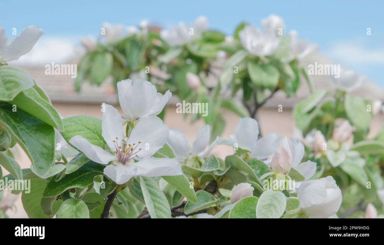 Quittenblüten mit Blättern, Foto bei natürlichem Licht Stockfoto