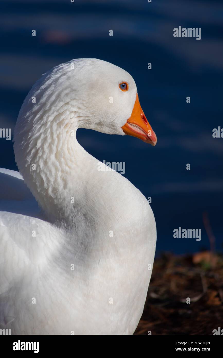 Großaufnahme einer weißen Gans (Kopf und Hals) an einem sonnigen Tag in Bois de Vincennes, Paris, Frankreich Stockfoto