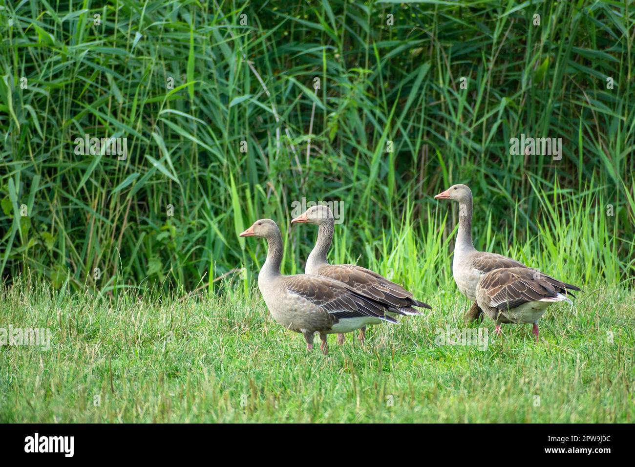 Vier graue Gänse, die auf der Wiese läuft, Stankow, Polen Stockfoto