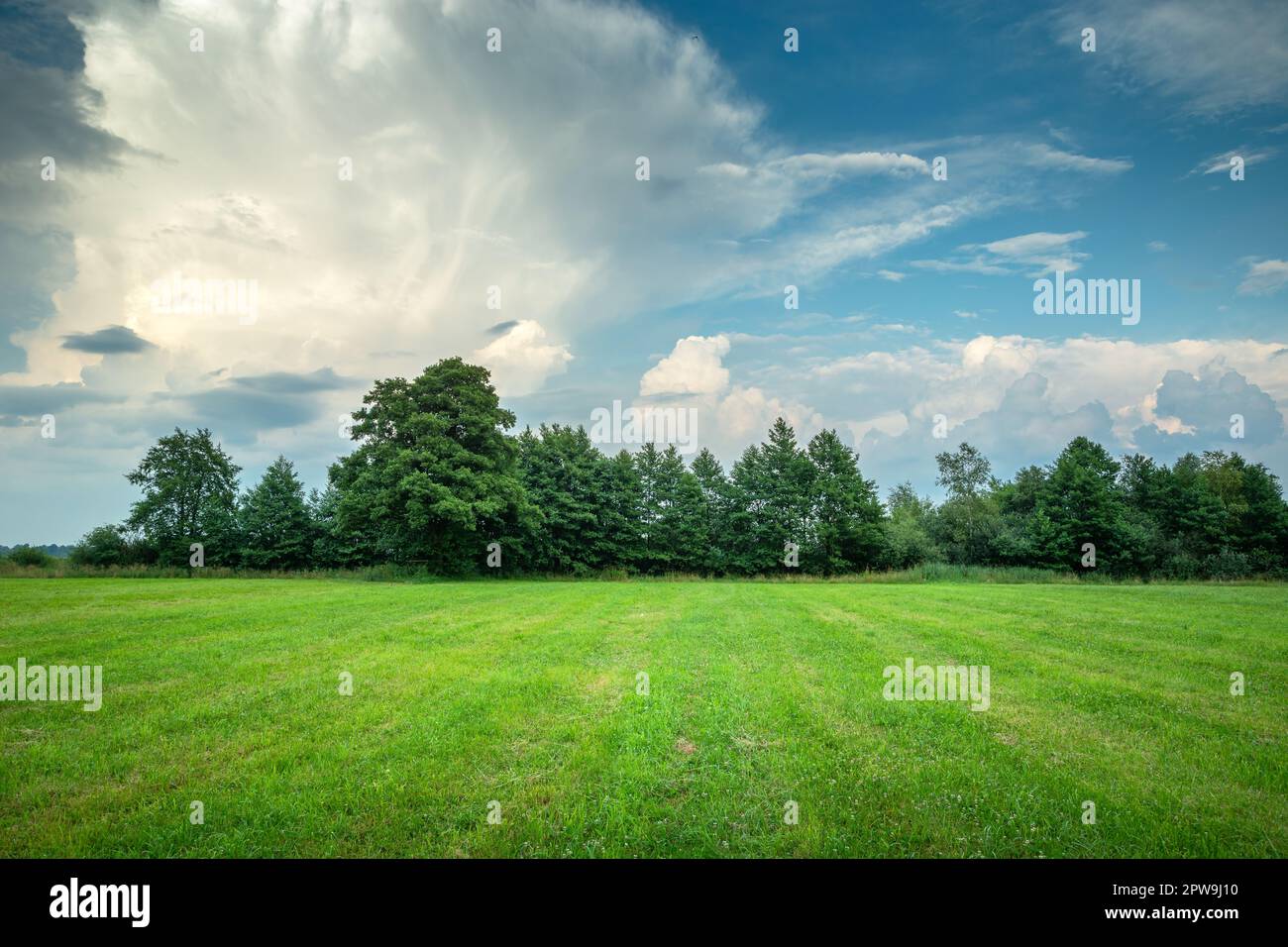 Grüne Wiese mit Bäumen am Horizont und abstrakte Wolken am blauen Himmel, Nowiny, Polen Stockfoto