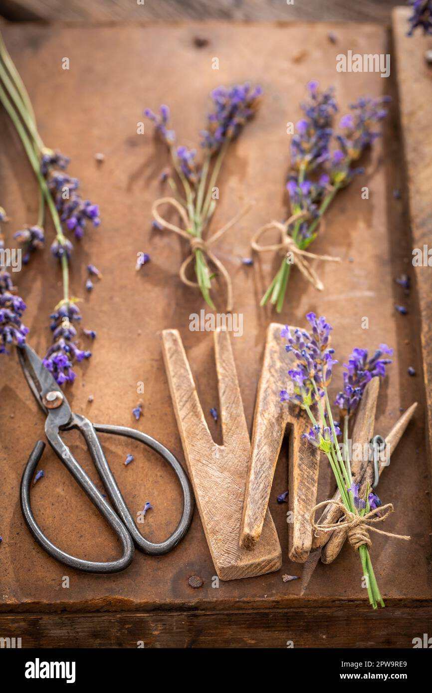 Angenehmes und aromatisches Lavendel zum Trocknen auf dem Land. Hausgemachte aromatische Blumen. Stockfoto
