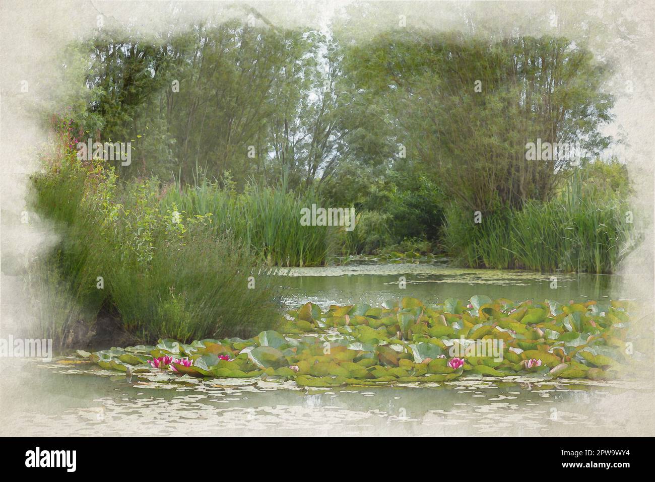 Ein digitales Aquarellgemälde aus pinkfarbener und weißer Wasserlilie unter grünen Lilienpolstern. Stockfoto