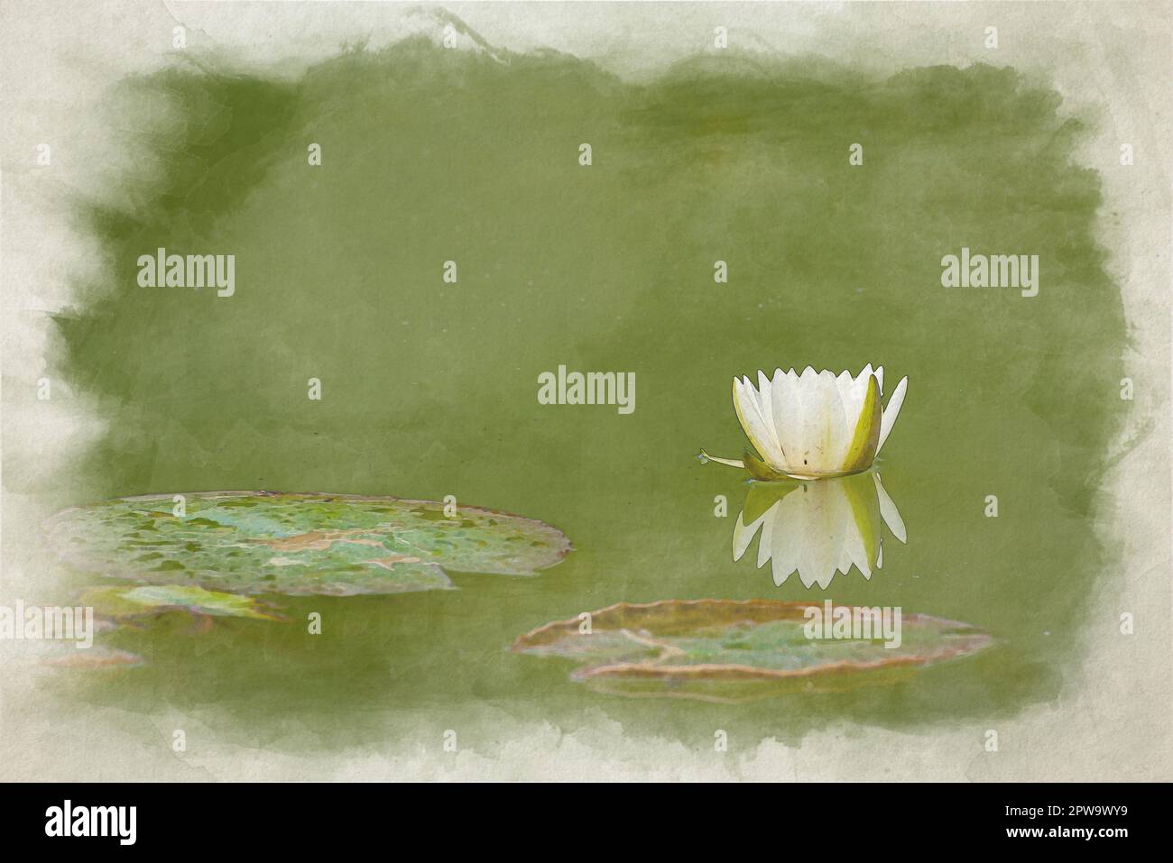 Ein digitales Aquarellgemälde einer weißen Wasserlilie unter grünen Lilienpolstern. Stockfoto