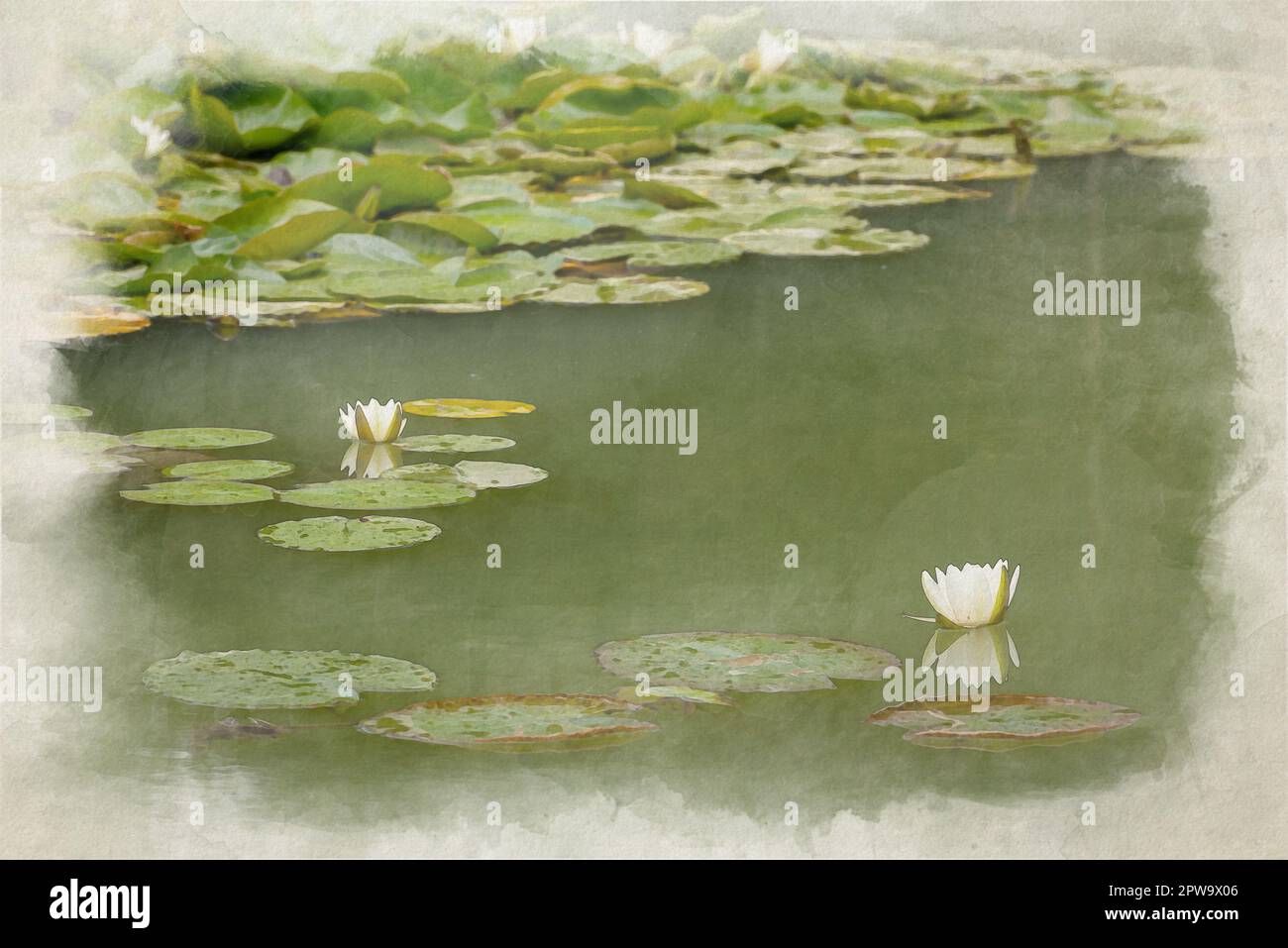 Ein digitales Aquarellgemälde einer weißen Wasserlilie unter grünen Lilienpolstern. Stockfoto
