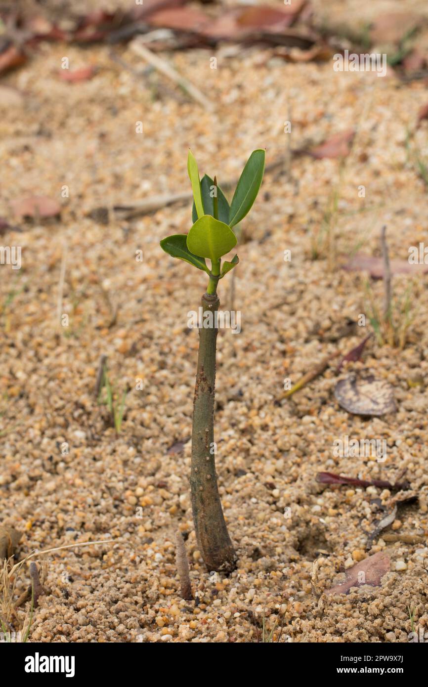 Hypocotyledonous Stem von Orange Mangrove zeigt frühes Wachstum.Bruguiera gymnorhiza Elliott Heads Queensland Australien Stockfoto