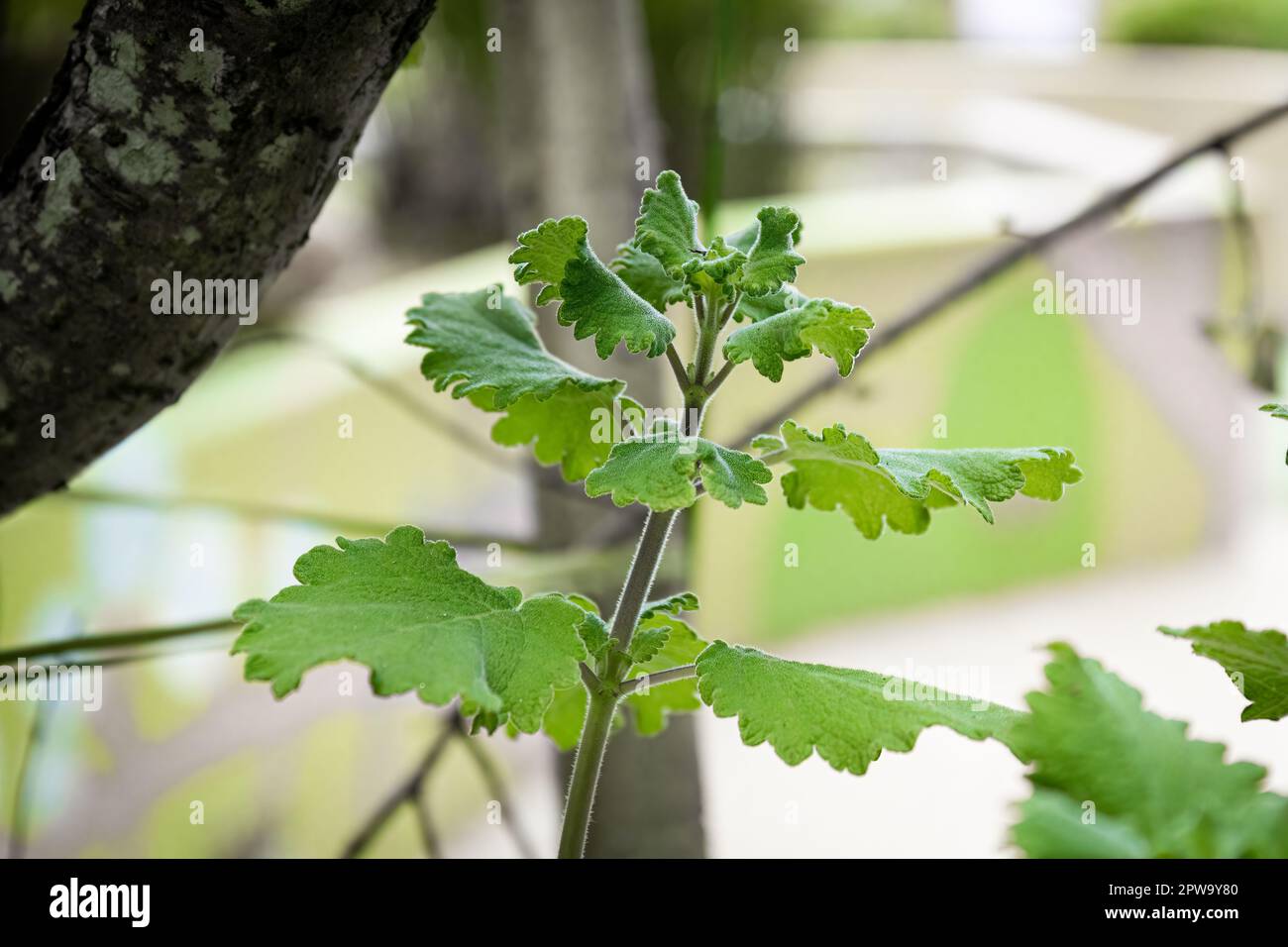 Myrrhe mit unscharfem Gartenhintergrund. Beleuchtet von der Sonne. Art Commiphora myrrha. Stockfoto