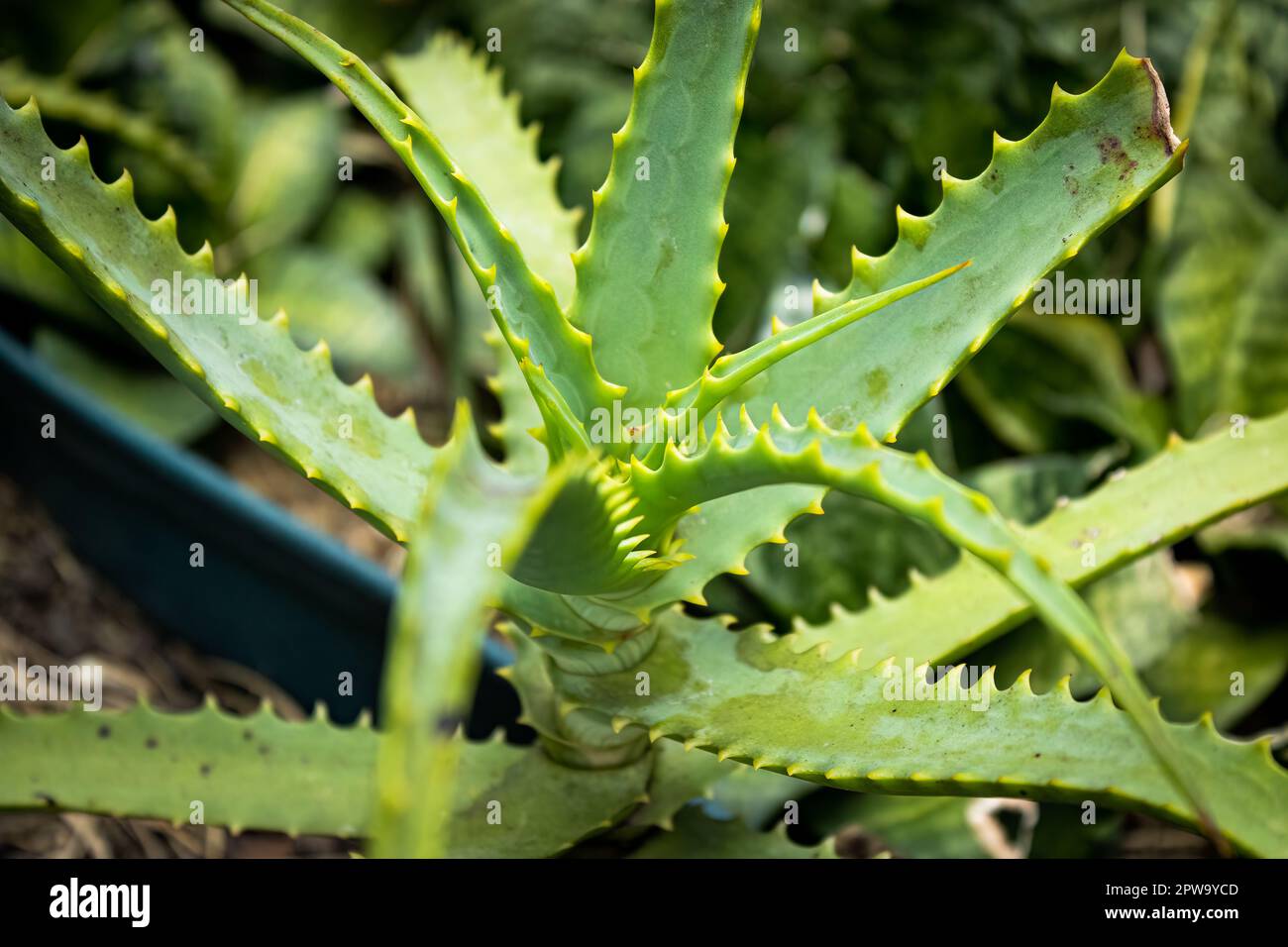 aloe vera creme ohne parfum Santaverde cream light ohne Duft