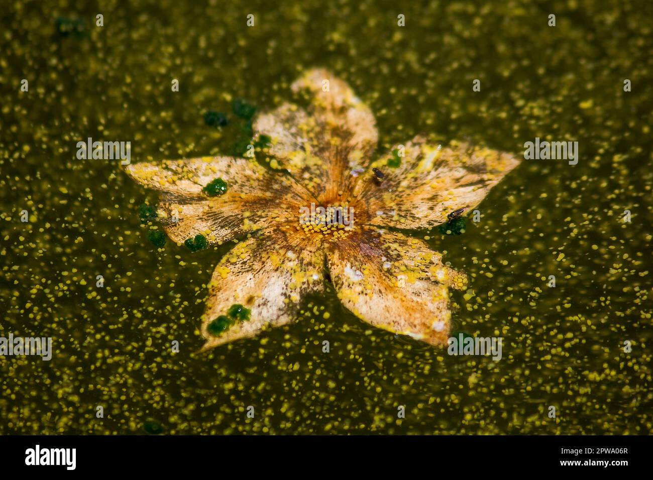 Getrocknete Blumen, die auf dem Wasser schwimmen Stockfoto