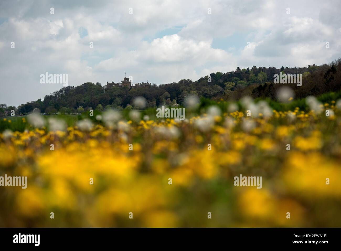 Vale of Belvoir, Leicestershire, Vereinigtes Königreich. 29. April 2023. Ein Löwenzahnfeld vor dem Schloss Belvoir im Tal von Belvoir, Leicestershire. Neil Squires/Alamy Live News Stockfoto