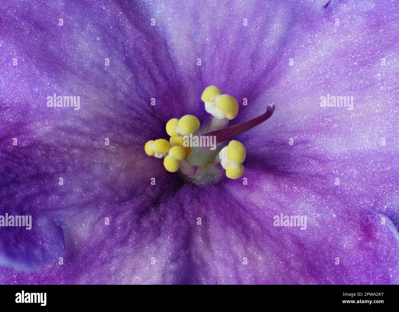 Makroansicht eines afrikanischen Veilchen mit Stamen und Blütenblättern. Stockfoto