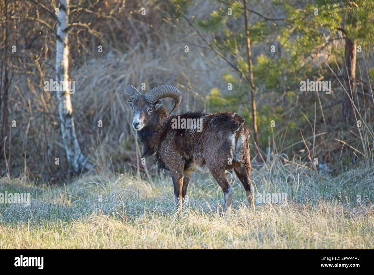 Wildes Mouflon (Ovis aries) auf einer Wiese auf der Insel Nauvo im Frühling, Finnland. Stockfoto