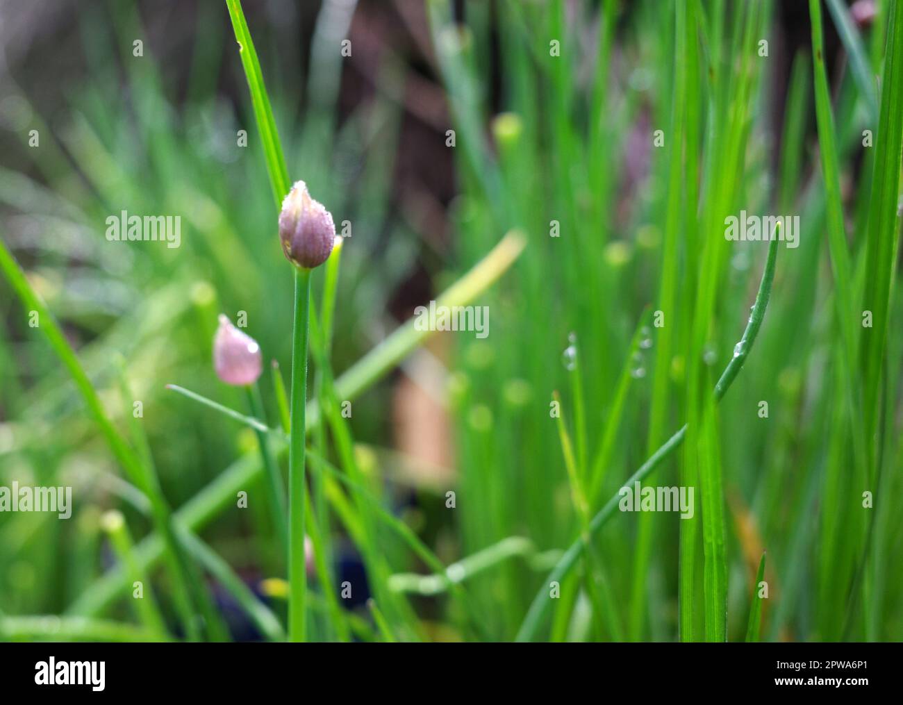 Weiche lila Knospe aus einer Schnittlauch-Pflanze. Unscharfer Hintergrund Stockfoto