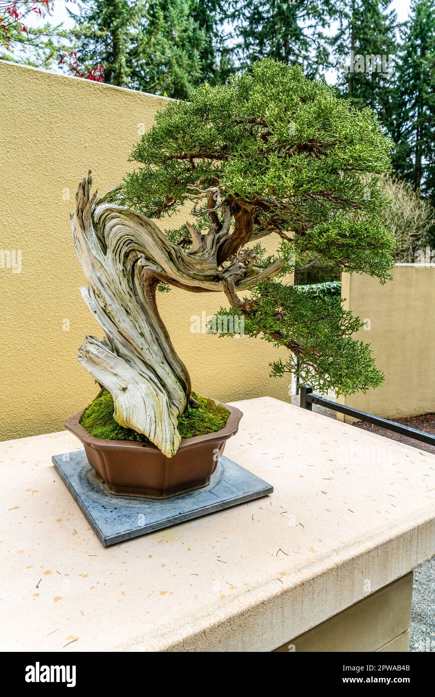 Bonsai-Baum im Pacific Bonsai Museum in Federal Way, Washington. Stockfoto