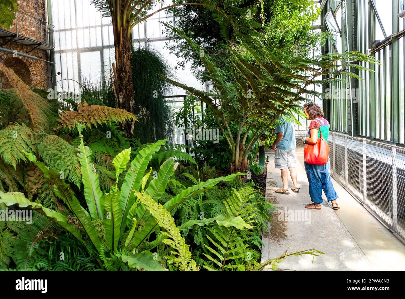 Paris, Frankreich, Touristenfamilie, Besuch des Gewächshauses des tropischen Gartens im Jardin des Plantes Stockfoto