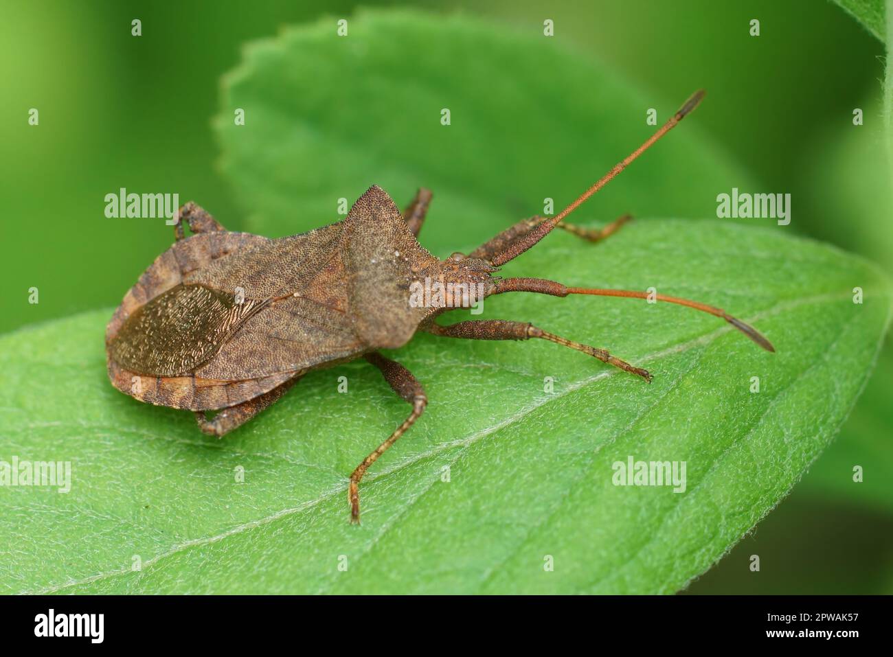 Natürliche Nahaufnahme auf einem braunen Käfer, Coreus marginatus sitzt auf einem grünen Blatt Stockfoto