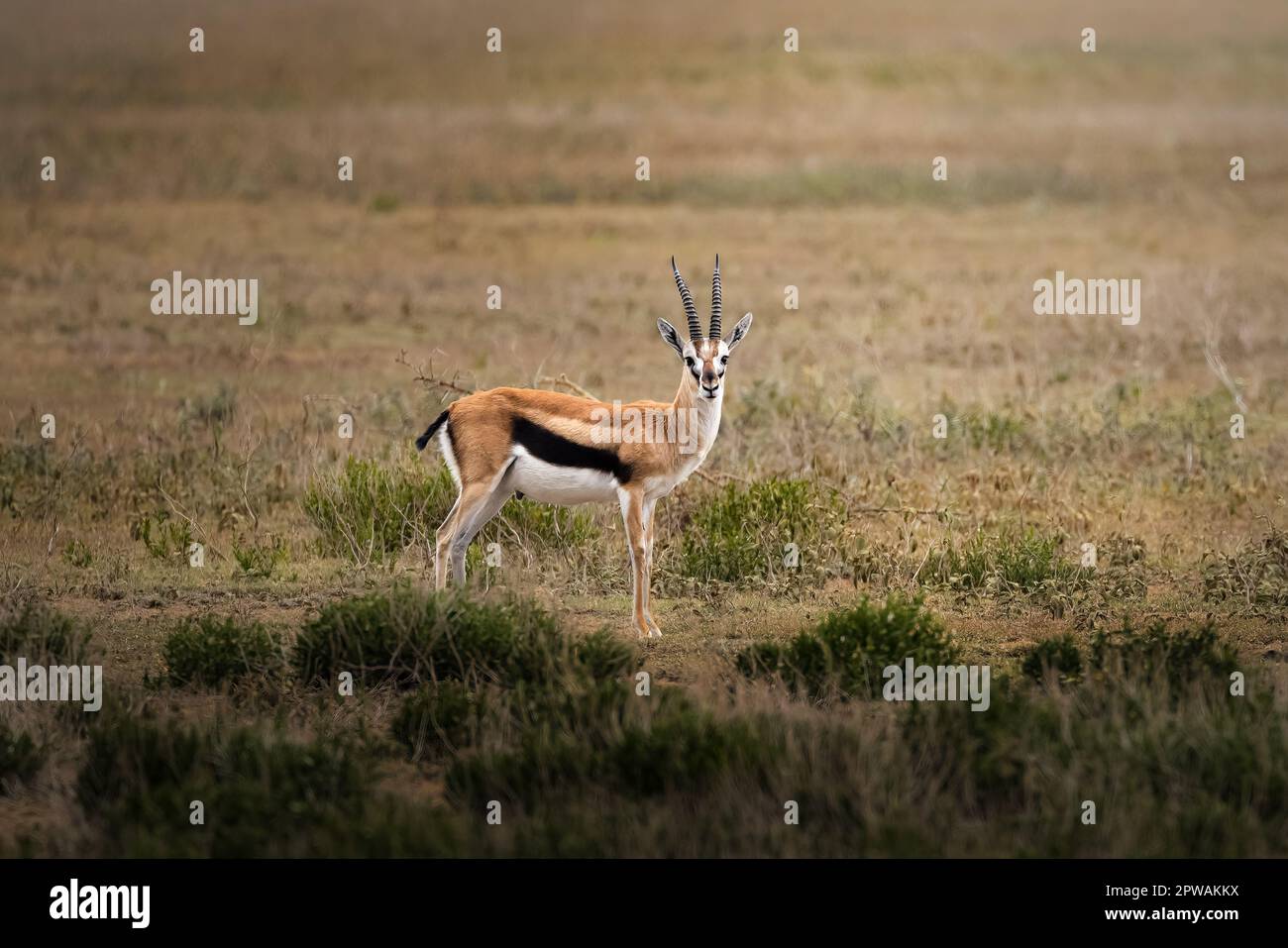 Einsame wilde Antilopen in der Savanne im Serengeti-Nationalpark, Tansania, Afrika, Gazelle Stockfoto