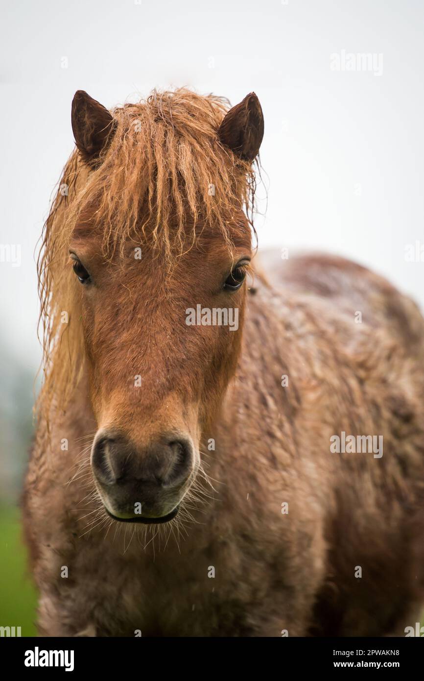 Kastanien-Shetland-Pony Stockfoto