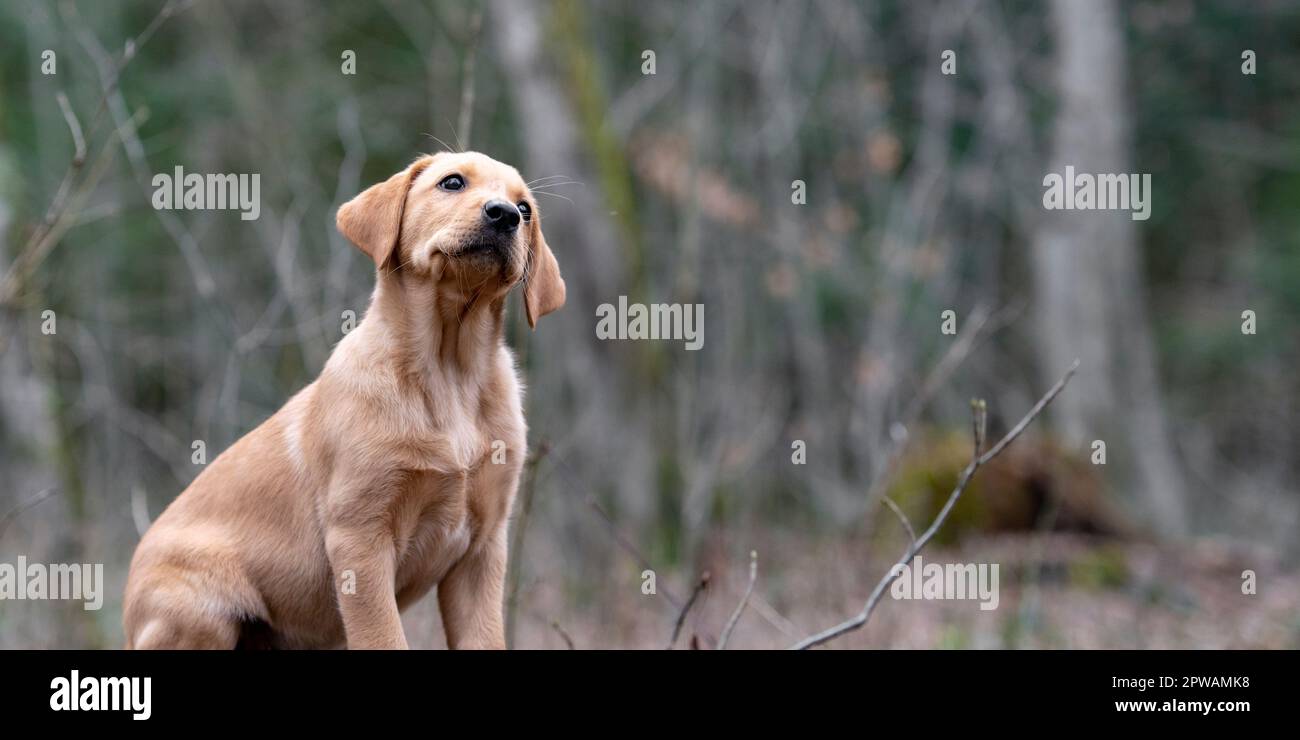 Süßer, kleiner, goldener labrador Retriever Welpe mit geneigtem Kopf, der in einem Wald sitzt. Stockfoto