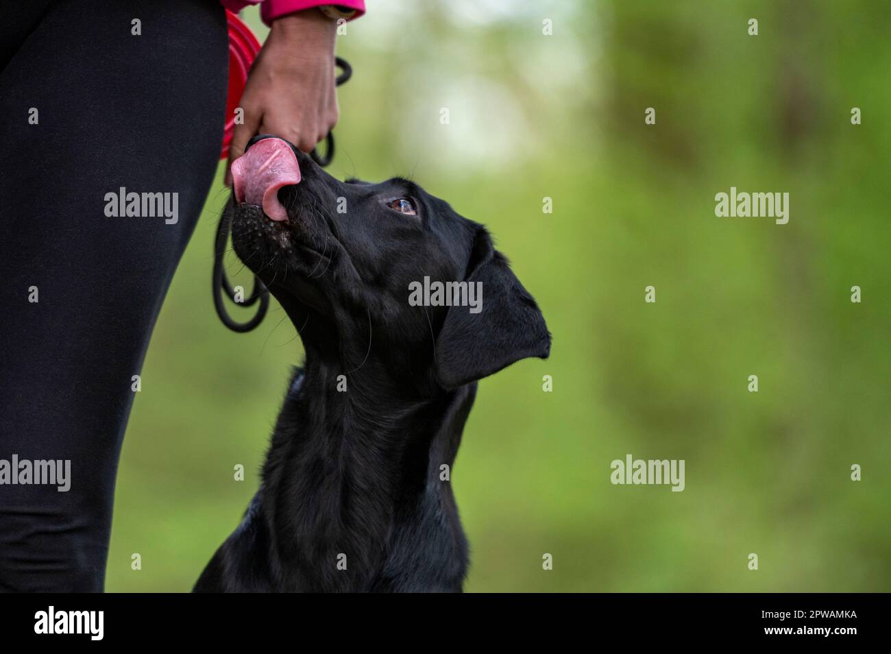 Closeuo-Blick auf den wunderschönen reinrassigen, schwarzen labrador Retriever Hund, der neben ihrem Besitzer sitzt, aufblickt und sich den Mund leckt, in der Erwartung einer Leckerei. Stockfoto