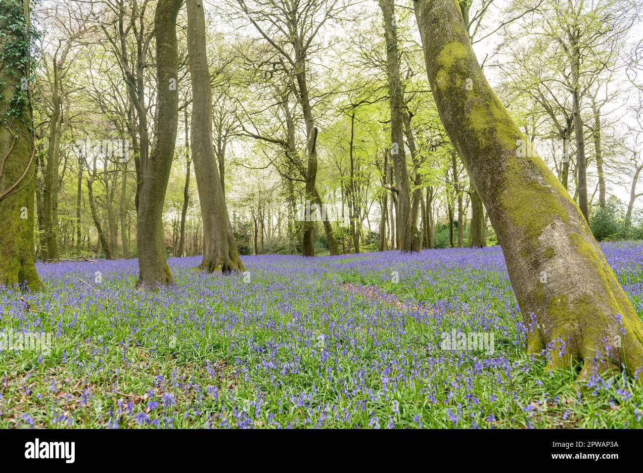 Bluebells im Wald bei Nuffield, Oxfordshire Stockfoto