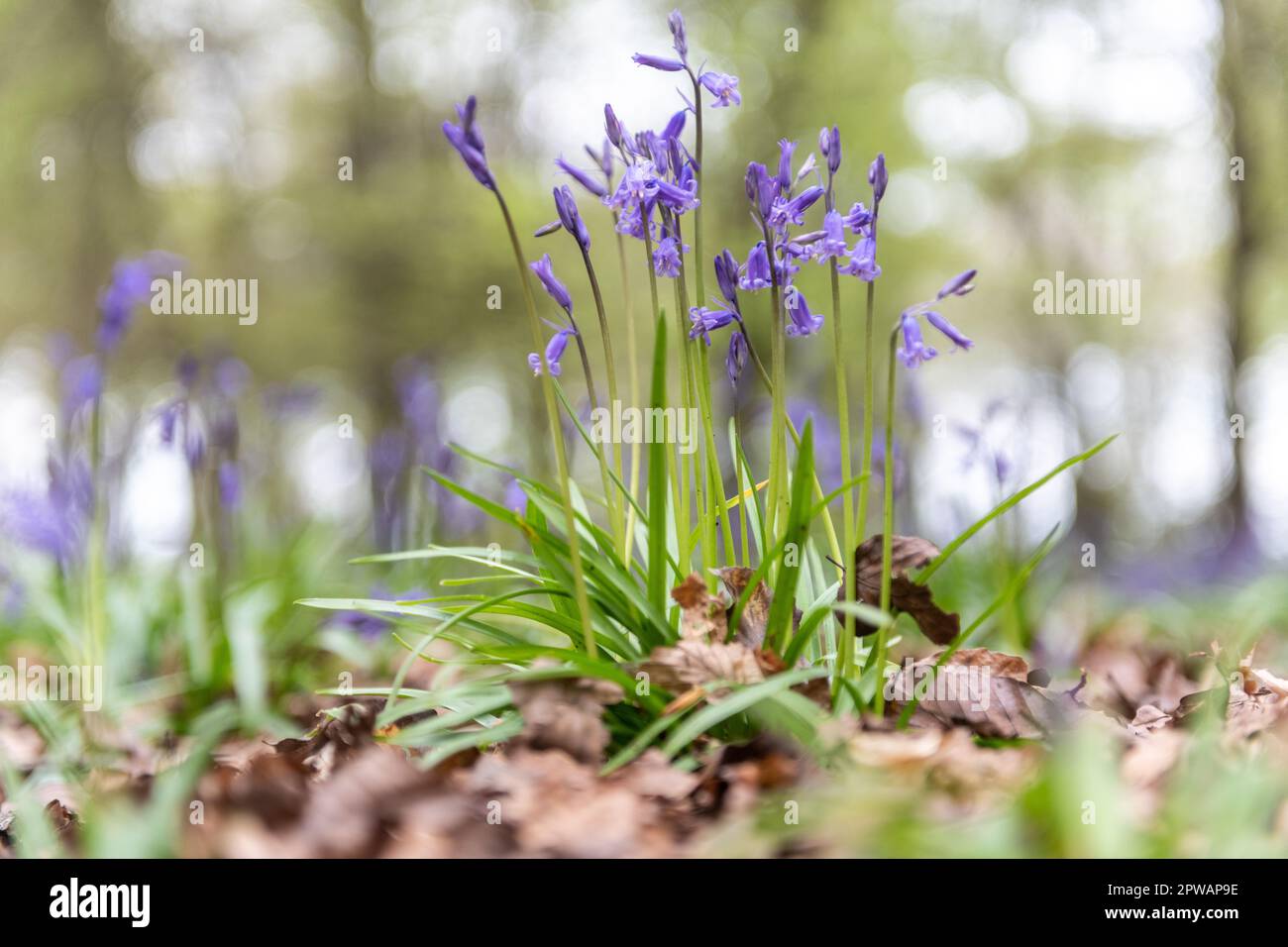 Bluebells im Wald bei Nuffield, Oxfordshire Stockfoto