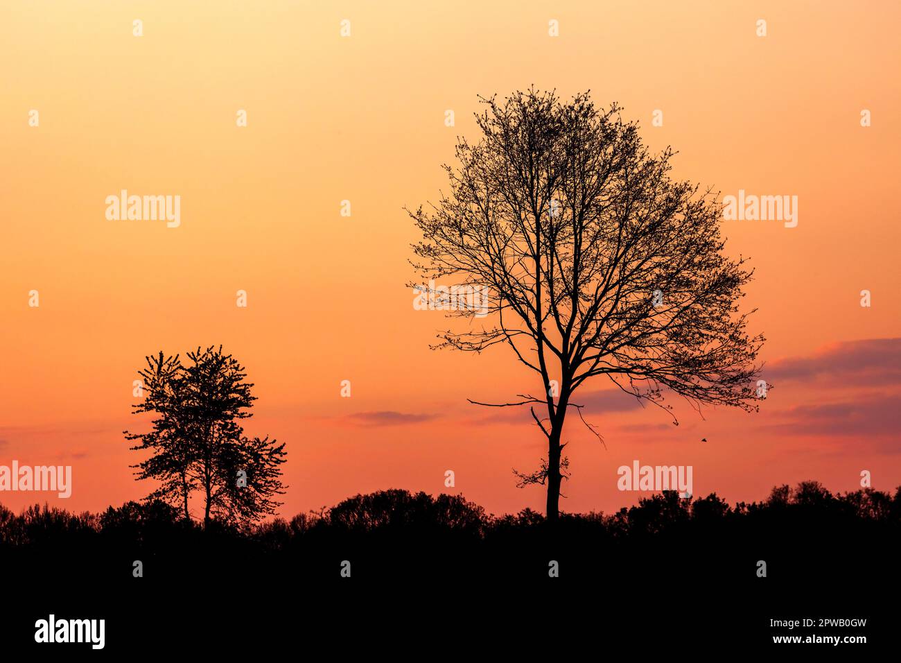 Baumkontur bei orangefarbenem Sonnenuntergang Stockfoto