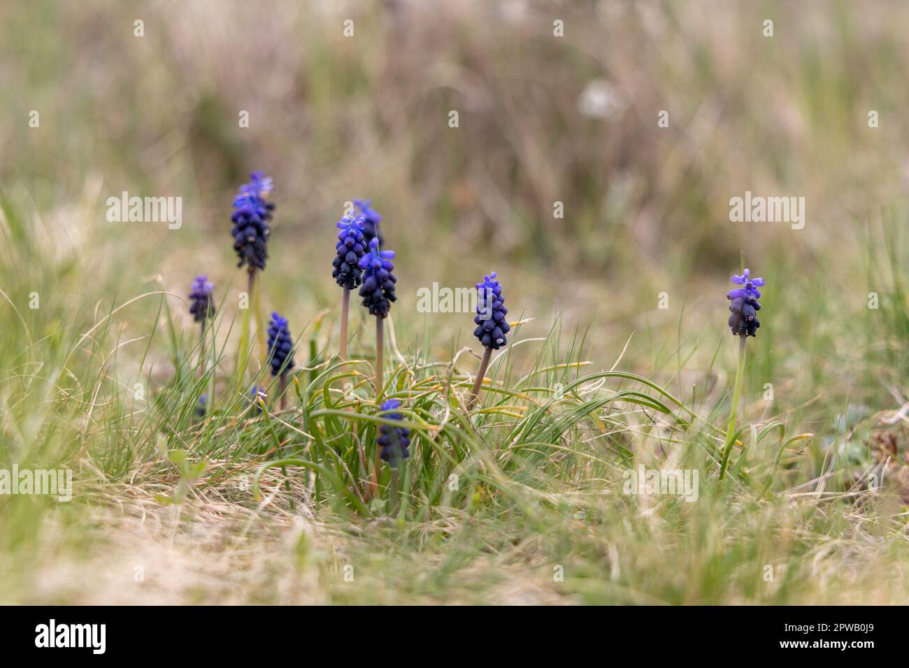 Trauben Hyazinthe Muscari neglectum Stockfoto