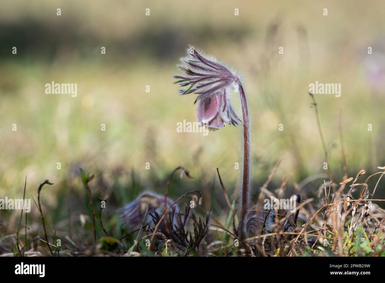 Pulsatilla pratensis (syn. Anemone pratensis) - die kleine Pasqueblume. Stockfoto