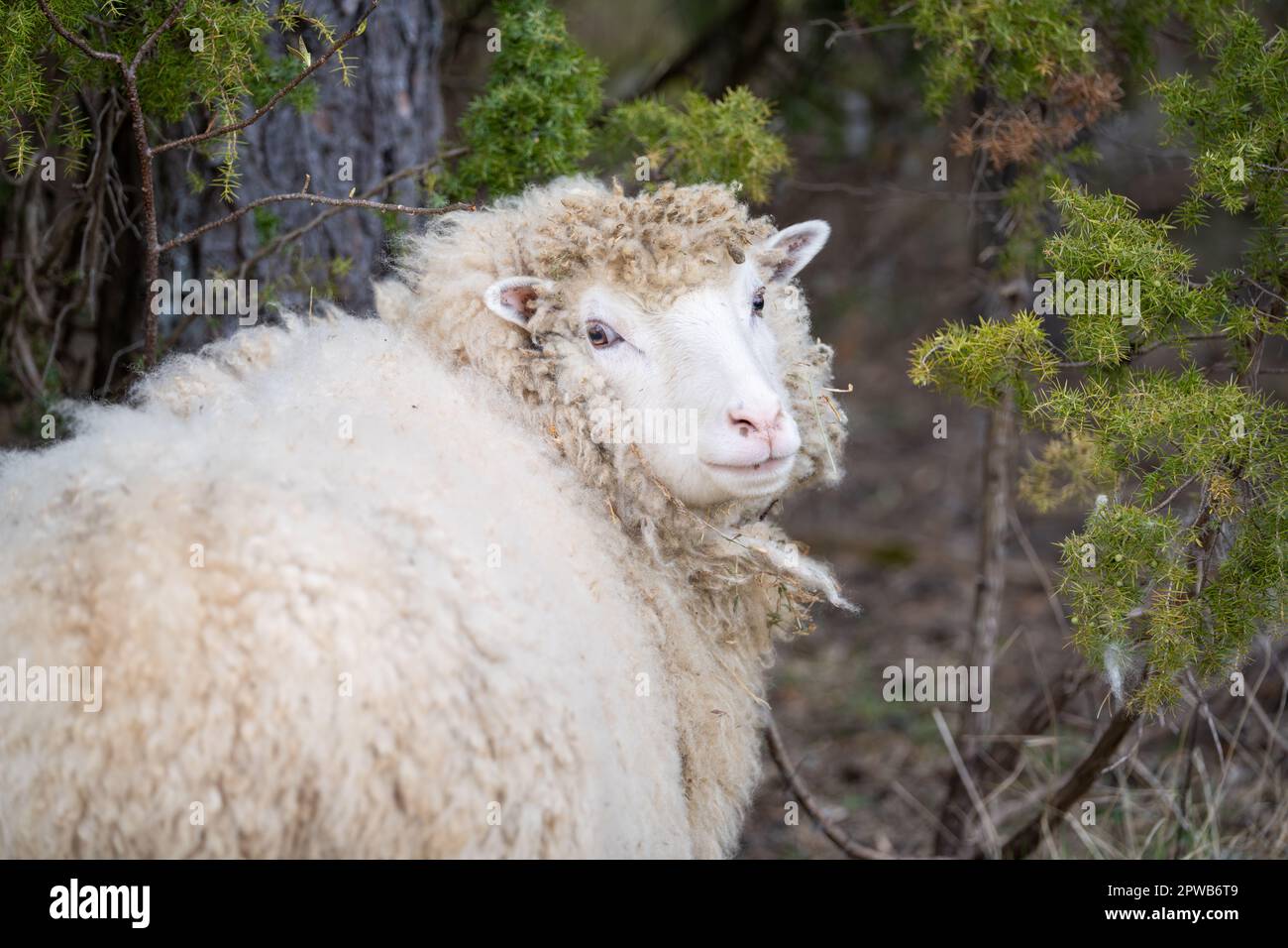 Porträt eines Hausschafes (Ovis aries). Zu Scheren oder nicht zu Scheren? Stockfoto