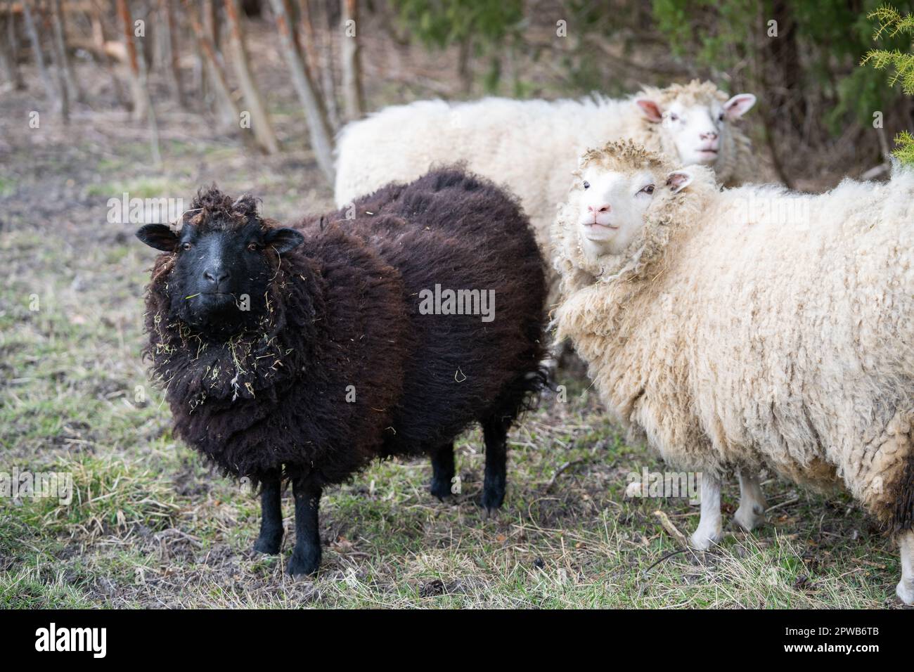 Eine kleine Herde eines Hausschafs (Ovis aries). Schwarzes Schaf der Familie. Stockfoto