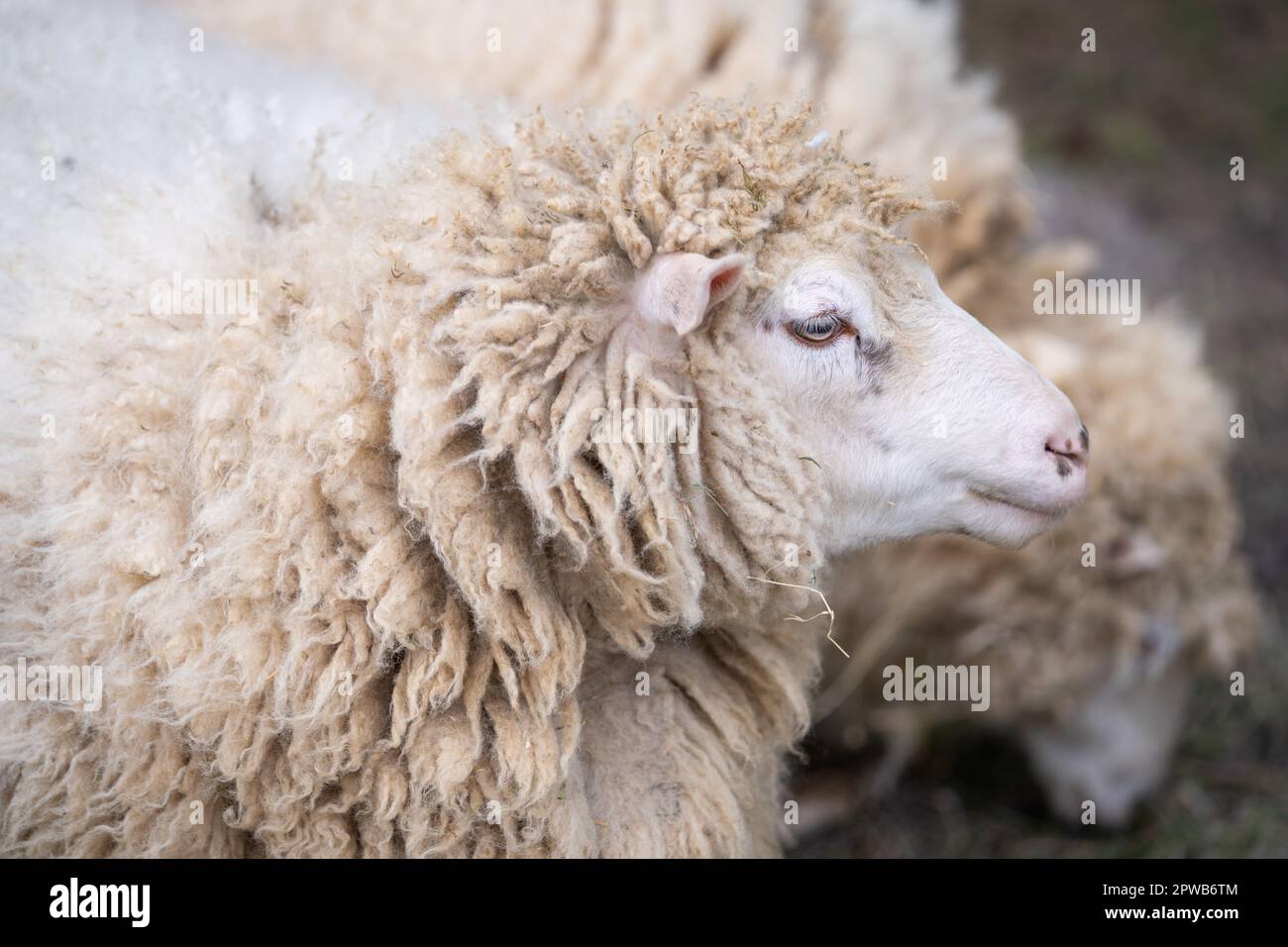Porträt eines Hausschafes (Ovis aries). Zu Scheren oder nicht zu Scheren? Stockfoto