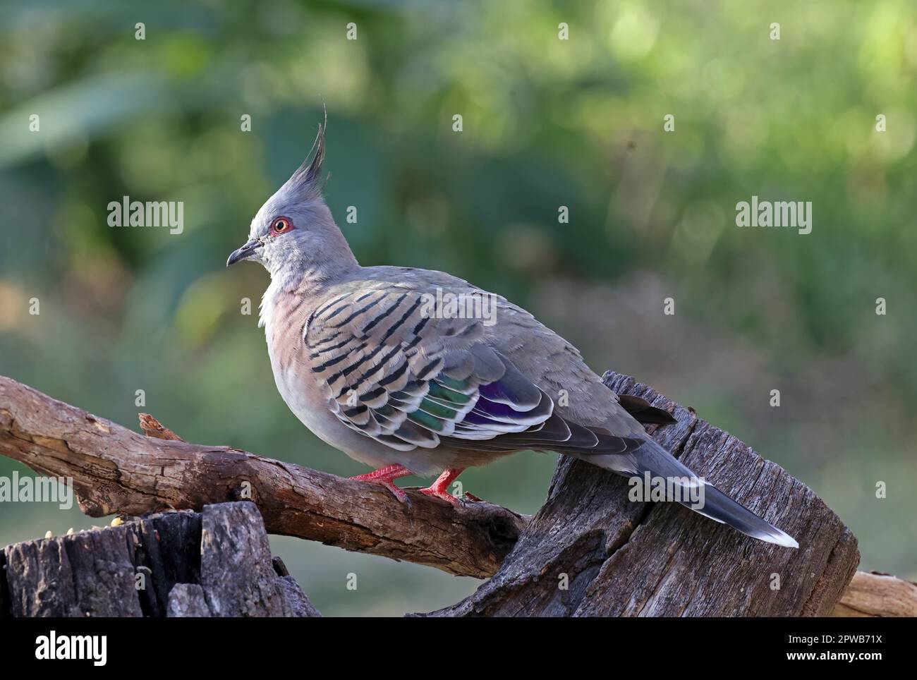 Kammtaube (Ocyphaps lophotes lophotes), Erwachsener, der auf einem gefallenen Zweig im Südosten von Queensland, Australien, steht. März Stockfoto