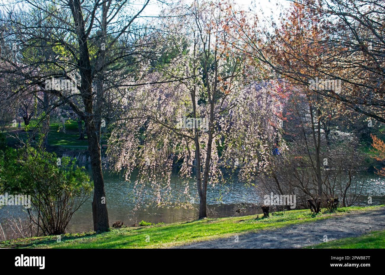 Kirschblüten, auch Sakura genannt, umgeben den See im Holmdel Park, New Jersey, im Frühling -15 Stockfoto